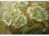 Photo of Anthopleura artemisia